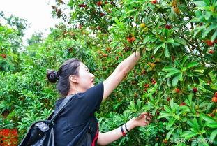 株洲桑植吃瓜,夏日炎炎，吃瓜群众的欢乐时光
