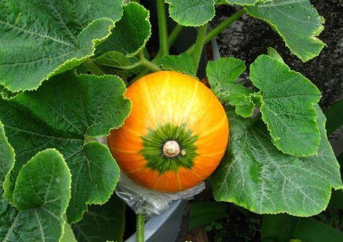 哺乳期可以吃白金蜜瓜,白金蜜瓜的营养与美味