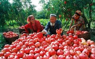 新疆和田吃瓜,瓜果飘香，尽享甜蜜时光