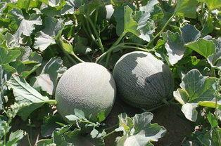 新疆和田吃瓜,瓜果飘香，尽享甜蜜时光