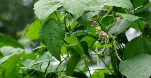 听安吃瓜树叶,树叶间传颂的民间故事