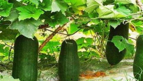 金湖康都吃瓜,吃瓜群众的欢乐盛宴