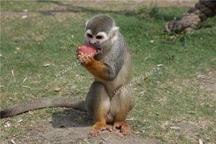 吃瓜动物搞笑,笑料横生的动物界喜剧盛宴