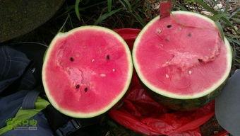 凤凰山下吃瓜,揭秘民间美食传奇