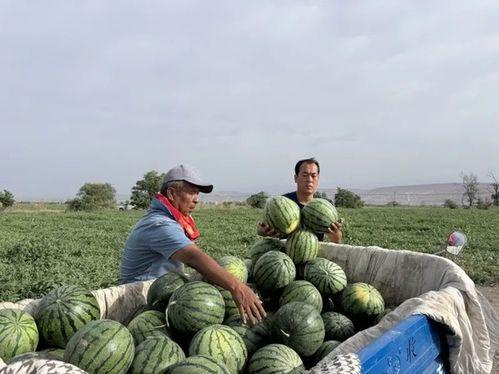 凤凰山下吃瓜,揭秘民间美食传奇