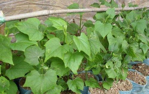 盆栽佛手瓜怎么吃