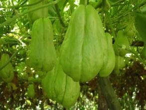 盆栽佛手瓜怎么吃