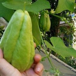 盆栽佛手瓜怎么吃