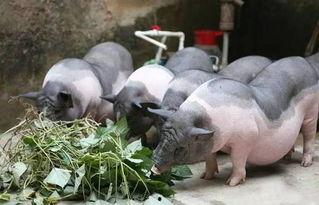 重庆喂猪吃瓜直播视频,重庆村民喂猪吃瓜，瓜农直播带货新风尚