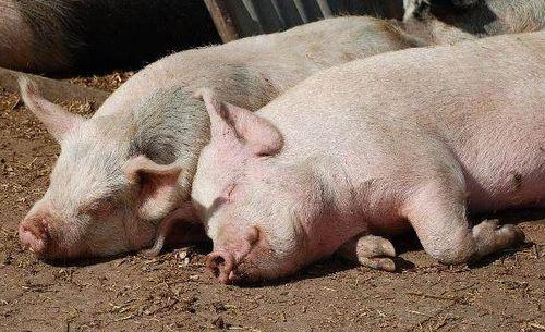 重庆喂猪吃瓜直播视频,重庆村民喂猪吃瓜，瓜农直播带货新风尚