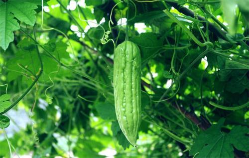 坚持吃瓜寓意,坚持吃瓜，品味生活百态