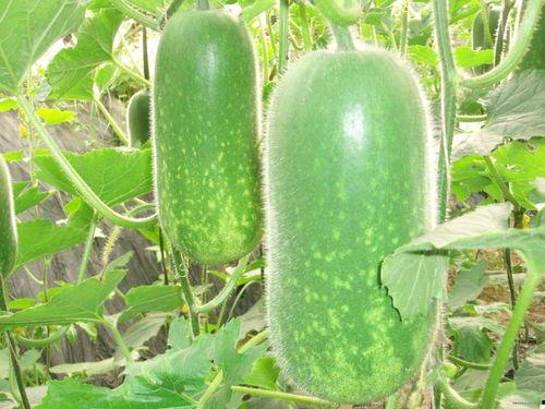 jackx 吃瓜,网络热议背后的真相