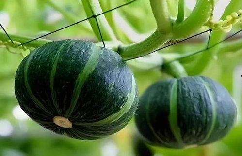 贝贝瓜种子怎么吃,贝贝瓜种子美味食用指南