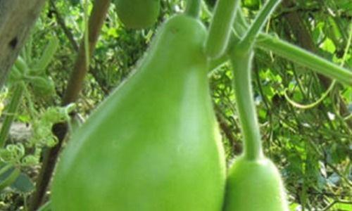 吃瓠瓜好处,揭秘吃瓠瓜的五大益处