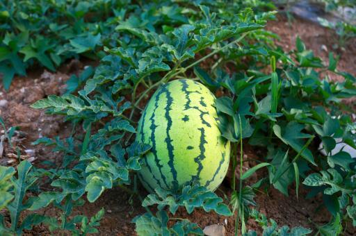 吃瓜只吃无籽西瓜,吃瓜新潮流，尽享甘甜无烦恼