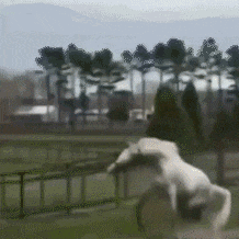 疯狂吃瓜动态图,笑料横生的瞬间回顾