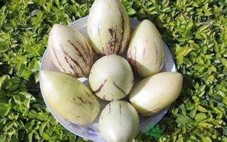 头痛可以吃茄瓜吗,缓解不适新选择