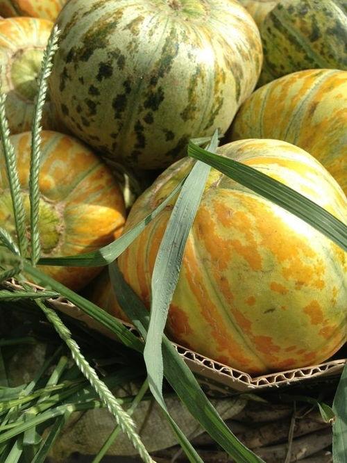 面瓜如何吃,探索面瓜的多样美味