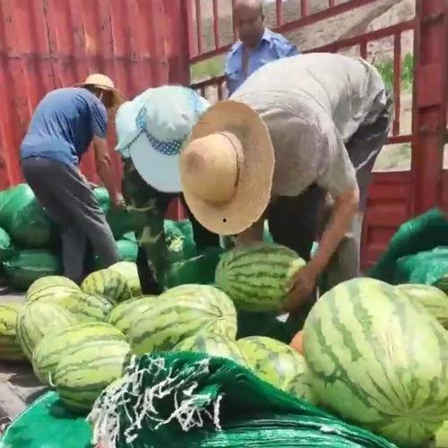 长清吃瓜群众,揭秘当地生活百态