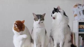 三猫吃瓜,揭秘娱乐圈幕后风云