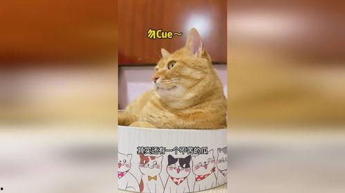 三猫吃瓜,揭秘娱乐圈幕后风云