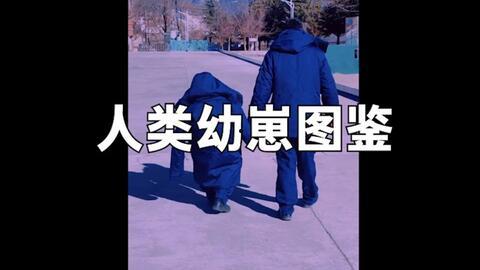 舟舟吃呆瓜,一场美食与智慧的碰撞之旅