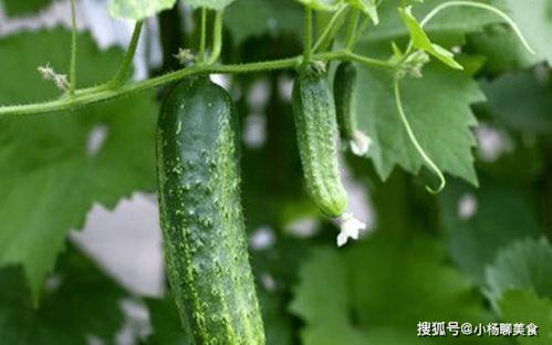 大家都是在哪里吃瓜,共享吃瓜盛宴