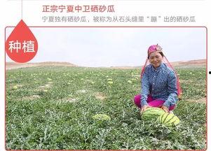 农业吃瓜新姿势,吃瓜也能吃出科技范儿