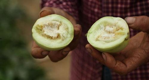 带货直播吃瓜,揭秘网红经济背后的趣味与争议
