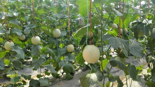 啥时候才可以吃瓜,何时才能安心吃瓜，揭秘娱乐圈幕后真相