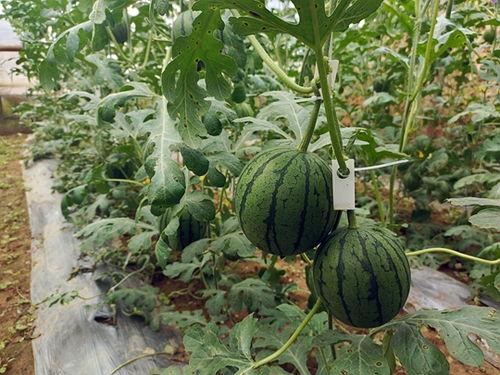 吃瓜快速素材,吃瓜群众眼中的明星幕后故事