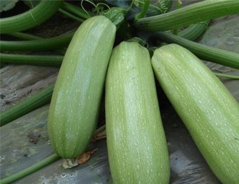 痛风可以吃篮瓜吗,篮瓜成为健康饮食新选择