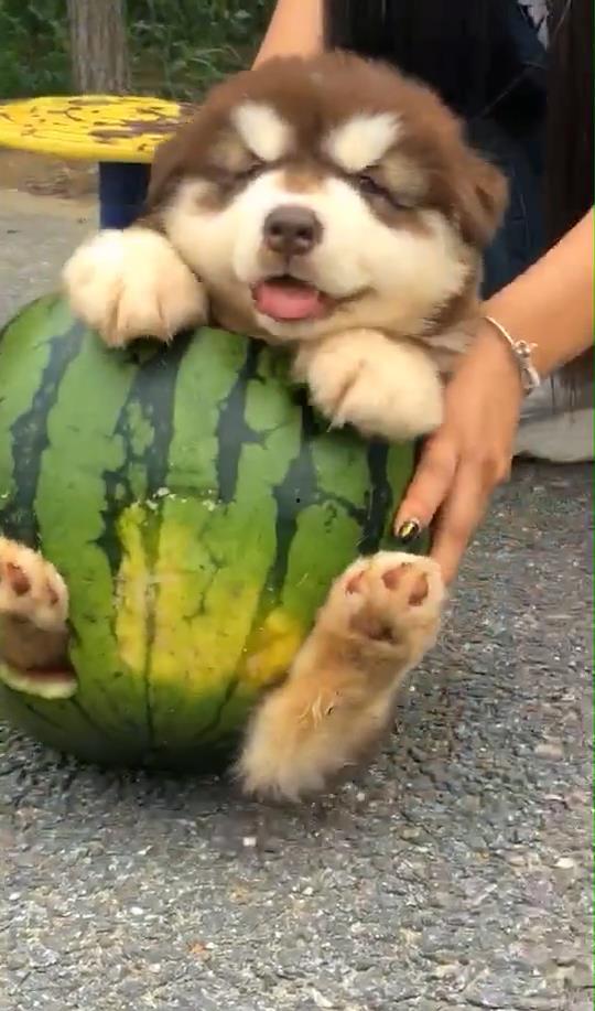 狗大眼吃瓜,揭秘宠物界的趣味瞬间