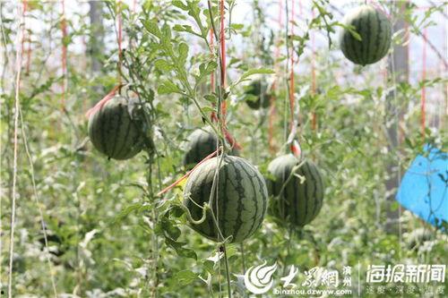 湖北崇阳吃瓜视频,揭秘湖北乡村夏日生活趣味