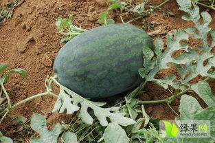 湖北崇阳吃瓜视频,揭秘湖北乡村夏日生活趣味