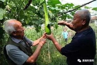 砍瓜看着吃的生瓜,砍瓜的奇妙蜕变之旅