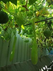 砍瓜看着吃的生瓜,砍瓜的奇妙蜕变之旅