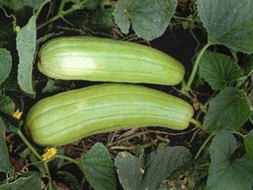 秋季什么瓜可以吃