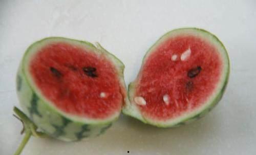 花小瓜冷吃,舌尖上的美味探索之旅