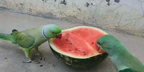 大鹦鹉怎么吃瓜,一场别开生面的美食之旅