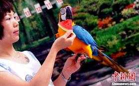 大鹦鹉怎么吃瓜,一场别开生面的美食之旅