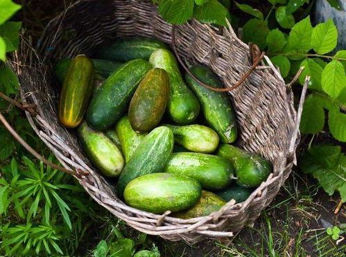 荣成王芳吃瓜,揭秘吃瓜群众的快乐源泉