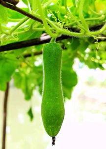 有瓜吃就不种瓜,不种瓜也能吃瓜的智慧