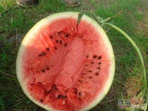 吃瓜云南夫妻,揭秘当地特色美食与生活点滴