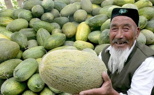 比如吃哈密瓜,探寻新疆瓜果的鲜美滋味