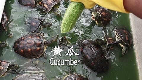 墨鱼吃瓜,一场与瓜果的奇幻邂逅