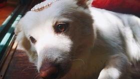 最美吃瓜的声音,一场味蕾与听觉的盛宴