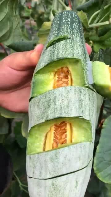 最美吃瓜的声音,一场味蕾与听觉的盛宴