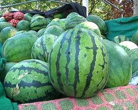 吃瓜看梗,揭秘网络梗背后的趣味人生