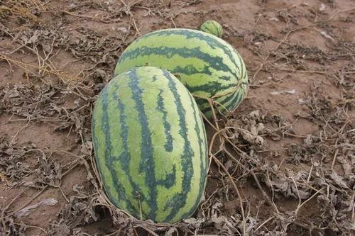 小冷吃瓜,揭秘娱乐圈幕后故事